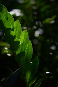 Close-up of green leaves on plant
