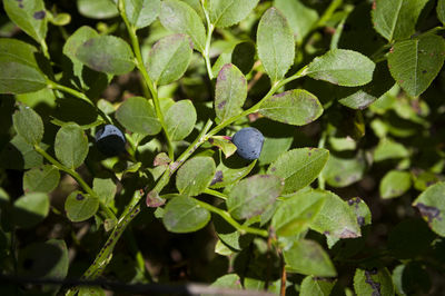 plant part