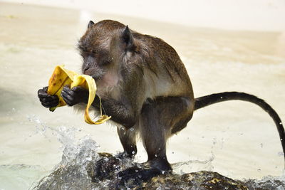 Close-up of horse eating water