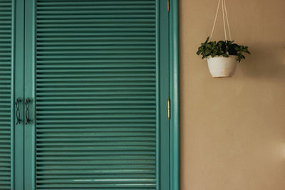 Potted plant hanging by windows on wall