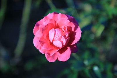 Close-up of pink rose blooming outdoors