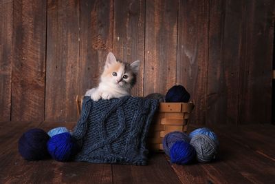 Cat resting on wooden floor