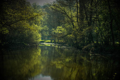 Scenic view of lake amidst trees in forest