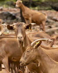 Close-up of a horse on field