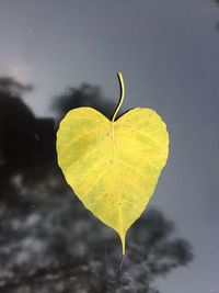 Close-up of heart shape leaf on tree