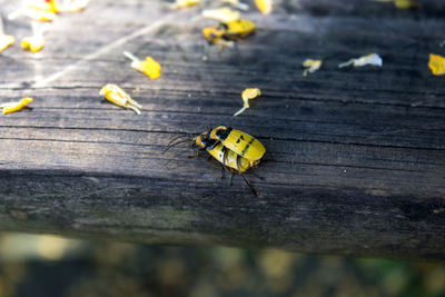 Close-up of bug on wooden surface