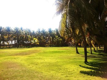 Trees on grassy field against clear sky