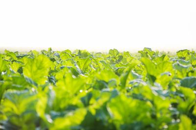 Close-up of fresh green plants against clear blue sky