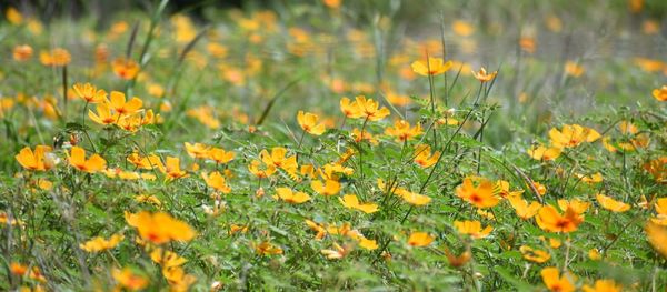 Close-up of yellow flowering plants on field