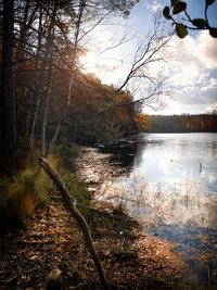 Tree growing by lake in forest against sky