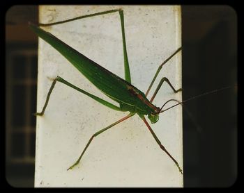 Close-up of insect on leaf