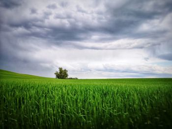 Scenic view of agricultural field against sky