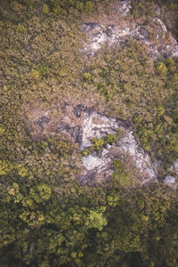 High angle view of rocks in forest