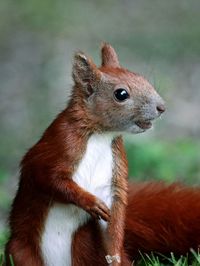 Close-up of squirrel