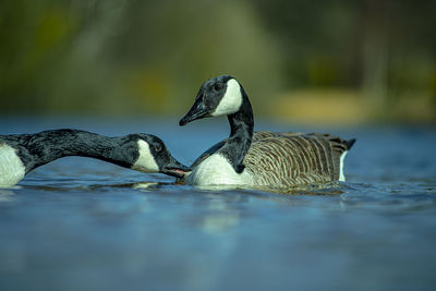 Birds swimming in lake