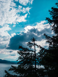 Low angle view of trees against sky