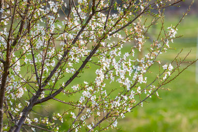 Low angle view of cherry blossoms in spring