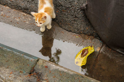 A kitten playing with water on the road