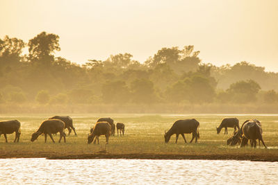 Horses grazing in a field