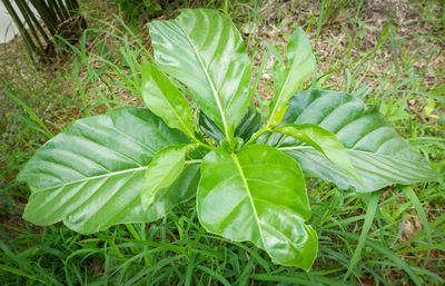 High angle view of green leaf on field