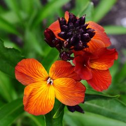 Close-up of orange flower