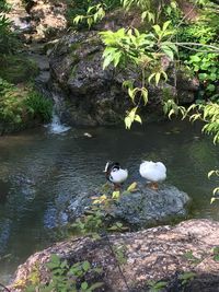 High angle view of birds perching on rock by lake