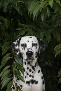 Portrait of dog - dalmatian green leaves