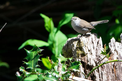 Close-up of bird perching on tree