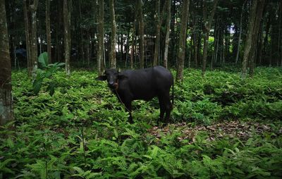 Horse in a forest