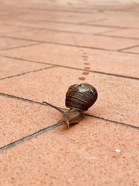 Close-up of snail on floor