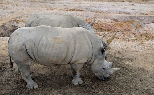 High angle view of rhino in field