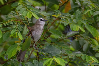 Bird perching on branch