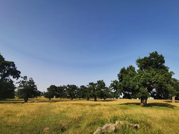 Trees on field against clear sky