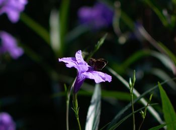 Close-up of insect on purple flower