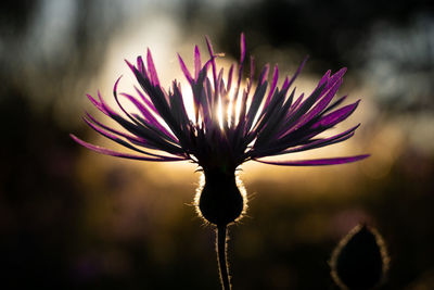 Close-up of pink flower