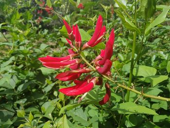 Close-up of red flower