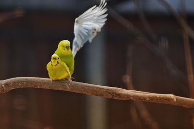 Close-up of parrot perching on branch