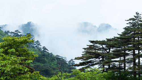 Panoramic view of trees and mountains against sky