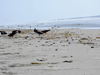 Flock of birds on beach