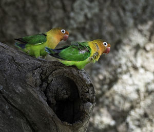 Close-up of parrot perching on tree