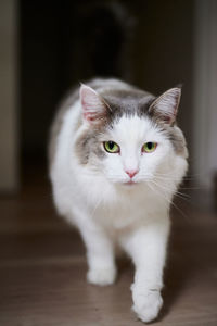 Close-up portrait of a cat walking on wooden flooring