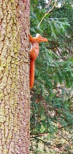 Close-up of a tree trunk