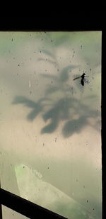 High angle view of insect on glass window