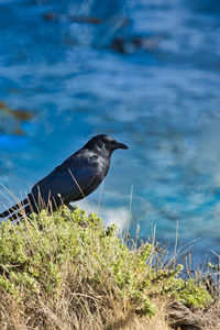 Side view of bird on grass