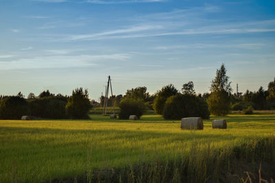 Scenic view of agricultural field against sky