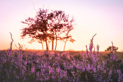 Close-up of purple flowering plants on field against sky during sunset