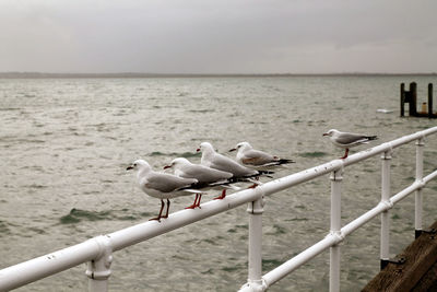 Birds perching on railing by sea against sky