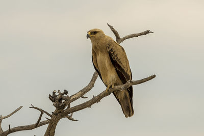 Low angle view of bird perching on branch against sky