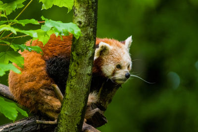 Close-up of a squirrel on tree