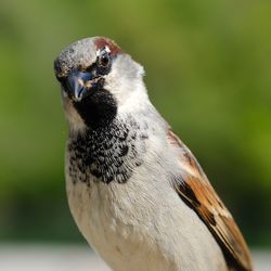 Bird posing and being curious in geneva 